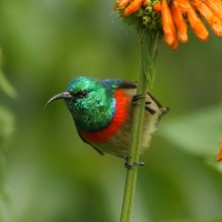 Nektarnik dwuwstęgi - Cinnyris mediocris - Eastern Double-collared Sunbird