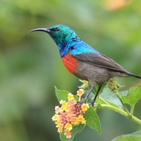 Nektarnik oliwkowobrzuchy - Cinnyris chloropygius - Olive-bellied Sunbird