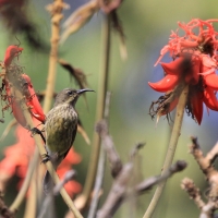 Nektarnik szkarłatny - Chalcomitra senegalensis - Scarlet-chested Sunbird