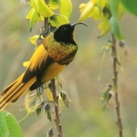 Nektarnik złocisty - Drepanorhynchus reichenowi - Golden-winged Sunbird