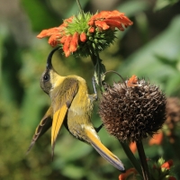 Nektarnik złocisty - Drepanorhynchus reichenowi - Golden-winged Sunbird
