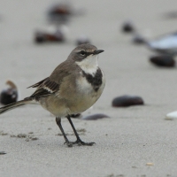 Pliszka obrożna - Motacilla capensis - Cape Wagtail