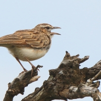 Afroskowronek czerwonawy - Calendulauda africanoides alopex - Foxy Lark