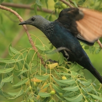 Czarnotek rudoskrzydły - Onychognathus morio - Red-winged Starling