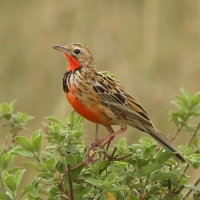 Szponnik różowogardły - Macronyx ameliae - Rosy-throated Longclaw