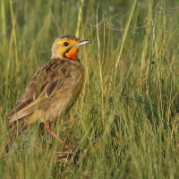 Szponnik rudobrewy - Macronyx capensis - Cape Longclaw