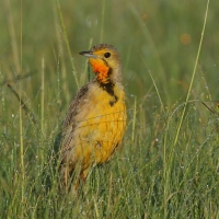 Szponnik rudobrewy - Macronyx capensis - Cape Longclaw