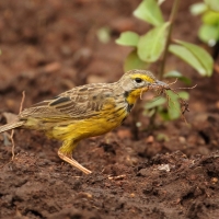 Szponnik żółtogardły - Macronyx croceus - Yellow-throated Longclaw