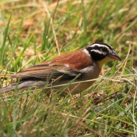 Trznadel złotobrzuchy - Emberiza flaviventris - Golden-breasted Bunting