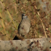 Tymal białołuski - Turdoides plebejus - Brown Babbler