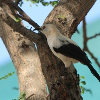 Tymal dwubarwny - Turdoides bicolor - Southern Pied Babble