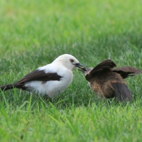 Tymal dwubarwny - Turdoides bicolor - Southern Pied Babble