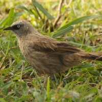 Tymal maskowy - Turdoides sharpei - Black-lored Babbler