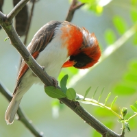 Wikłacz czerwonogłowy - Anaplectes rubriceps - Red-headed Weaver