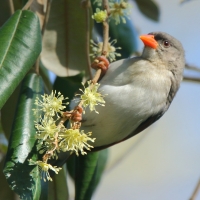 Wikłacz czerwonogłowy - Anaplectes rubriceps - Red-headed Weaver