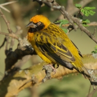 Wikłacz łuskowany - Ploceus spekei - Speke's Weaver