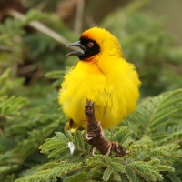 Wikłacz akacjowy - Ploceus vitellinus - Vitelline Masked-Weaver