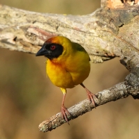 Wikłacz akacjowy - Ploceus vitellinus - Vitelline Masked-Weaver