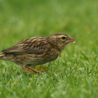 Wikłacz ognisty - Euplectes orix - Southern Red Bishop