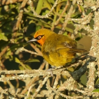 Wikłacz okularowy - Ploceus ocularis - Spectacled Weaver