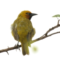 Wikłacz okularowy - Ploceus ocularis - Spectacled Weaver