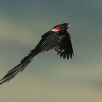 Wikłacz olbrzymi - Euplectes progne - Long-tailed Widowbird
