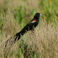 Wikłacz olbrzymi - Euplectes progne - Long-tailed Widowbird