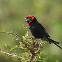 Wikłacz półobrożny - Euplectes ardens - Red-collared Widowbird