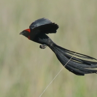Wikłacz półobrożny - Euplectes ardens - Red-collared Widowbird