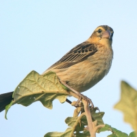 Wikłacz półobrożny - Euplectes ardens - Red-collared Widowbird