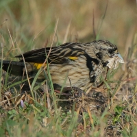 Wikłacz przylądkowy - Euplectes capensis - Yellow Bishop