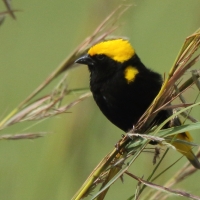 Wikłacz słoneczny - Euplectes afer - Yellow-crowned Bishop