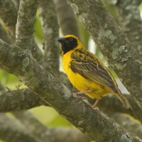 Wikłacz zmienny - Ploceus cucullatus - Village Weaver