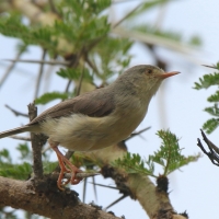Akacjówek - Phyllolais pulchella - Buff-bellied Warbler
