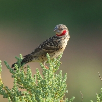 Amadyna obrożna - Amadina fasciata - Cut-throat Finch