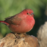 Amarantka czerwonodzioba - Lagonosticta senegala - Red-billed Firefinch