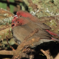 Amarantka czerwonodzioba - Lagonosticta senegala - Red-billed Firefinch