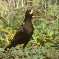 Bawolik białodzioby - Bubalornis albirostris - White-billed Buffalo Weaver