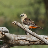 Bawolik białogłowy - Dinemellia dinemelli - White-headed Buffalo Weaver