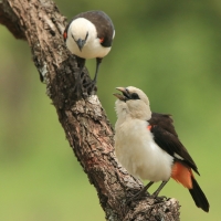 Bawolik białogłowy - Dinemellia dinemelli - White-headed Buffalo Weaver
