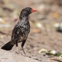 Bawolik czerwonodzioby - Bubalornis niger - Red-billed Buffalo Weaver