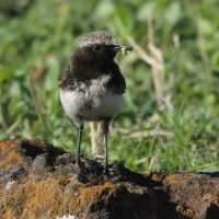 Białorzytka etiopska - Oenanthe lugubris - Abyssinian Wheatear