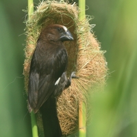 Brunatniczka - Amblyospiza albifrons - Grosbeak Weaver