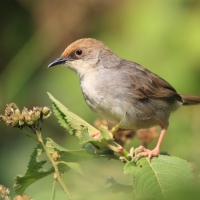 Chwastówka uboga - Cisticola chubbi - Chubb's Cisticola