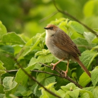 Chwastówka górska - Cisticola hunteri - Hunter's Cisticola