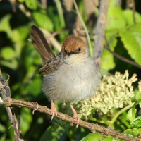Chwastówka górska - Cisticola hunteri - Hunter's Cisticola