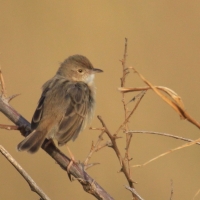 Chwastówka zwyczajna - Cisticola juncidis - Zitting Cisticola