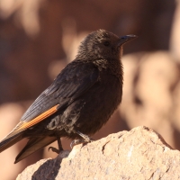 Czarnotek arabski - Onychognathus tristramii - Tristram's Starling