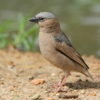 Gromadnik siwogłowy - Pseudonigrita arnaudi - Grey-headed Social Weaver