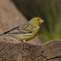 Kanarek - Serinus canaria - Atlantic Canary